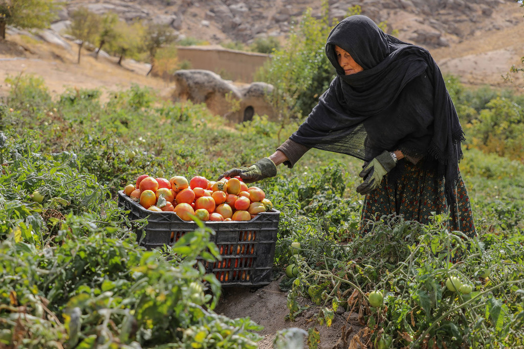 Afghanistan is sinking deeper into socioeconomic crisis, with widening inequalities that are accentuated for women and specific regions.